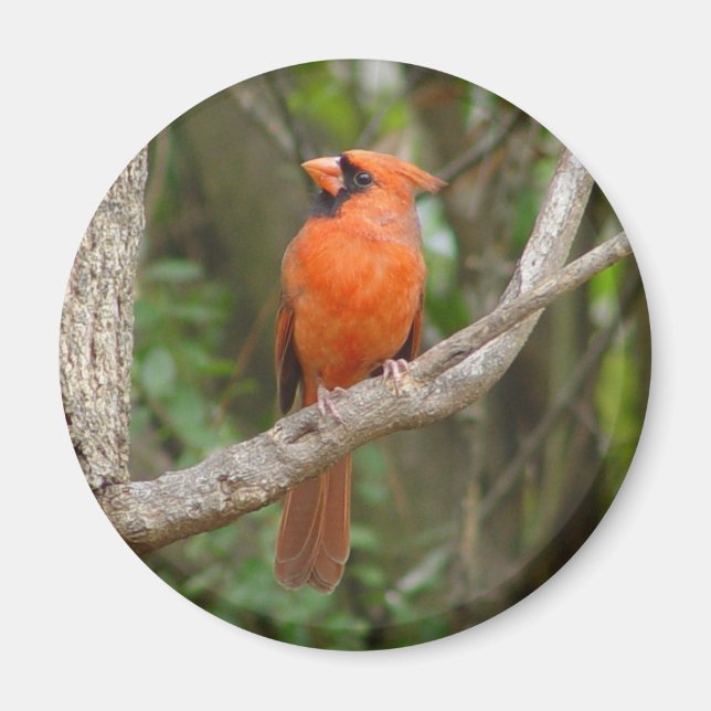 Söt North Cardinal Bird Magnet (Framsidan)