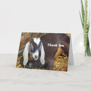 Söt Nubian Goat Photo Tack Kort
