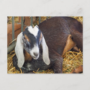 Söt Nubian Goat Photo Vykort