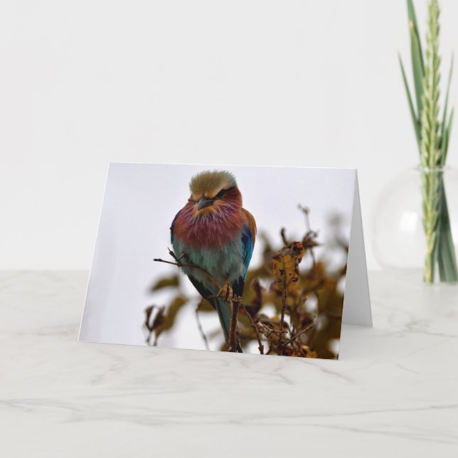 Söt och bedrägerier kort (Framsida)