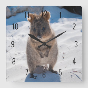 Söt och glad Quokka på stranden i Australien Fyrkantig Klocka