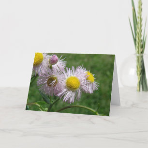 Söt och Rosa Daisy-liknande Ogräs Kort