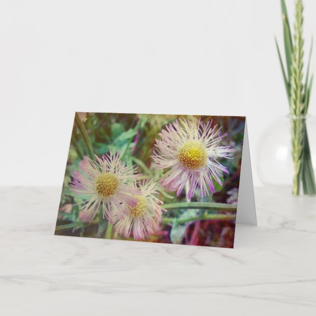 Söt och Rosa Kort (Framsida)