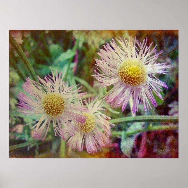 Söt och Rosa Poster (Framsidan)