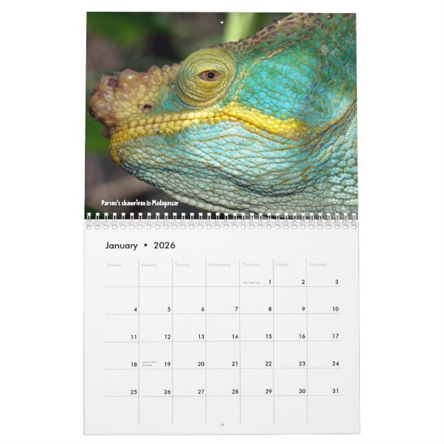 Söt ödlakalender kalender (Jan 2026)