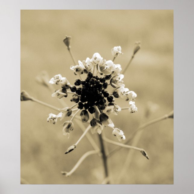 Söt Ogräs Poster (Framsidan)