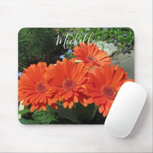 Söt Orange Daisy Fotografi Musmatta