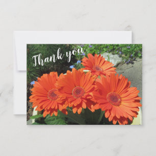 Söt Orange Gerbera Daisy Photo Handskriftlig Tha Tack Kort