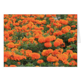 Söt Orange Marigolds Blommigt Photo Hälsningskort