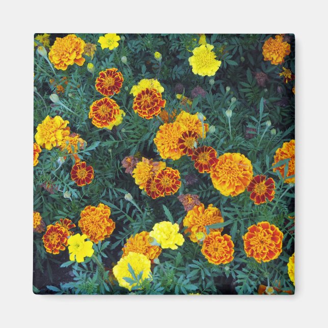 Söt Orange Marigolds Blommigt Photo Magnet (Framsidan)