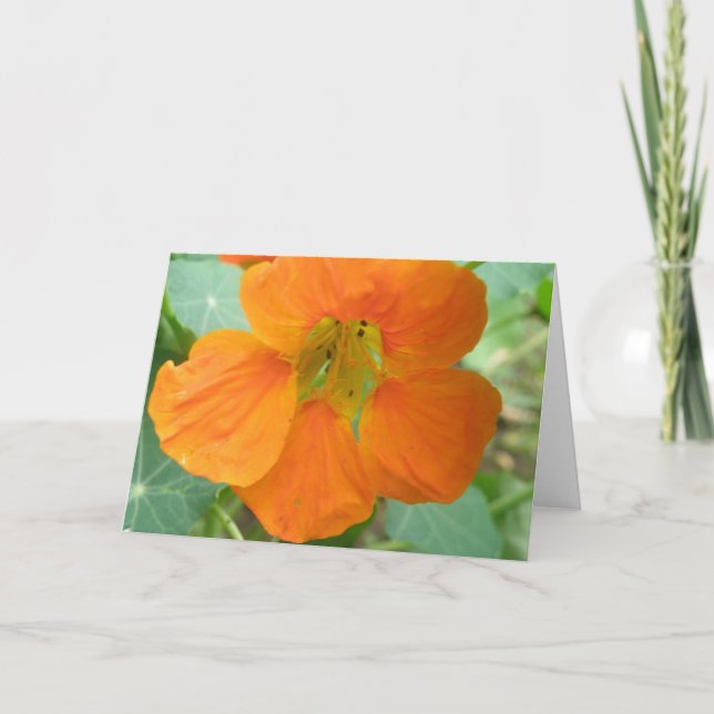 Söt Orange Nasturtium Flower Greeting Card Kort (Framsida)