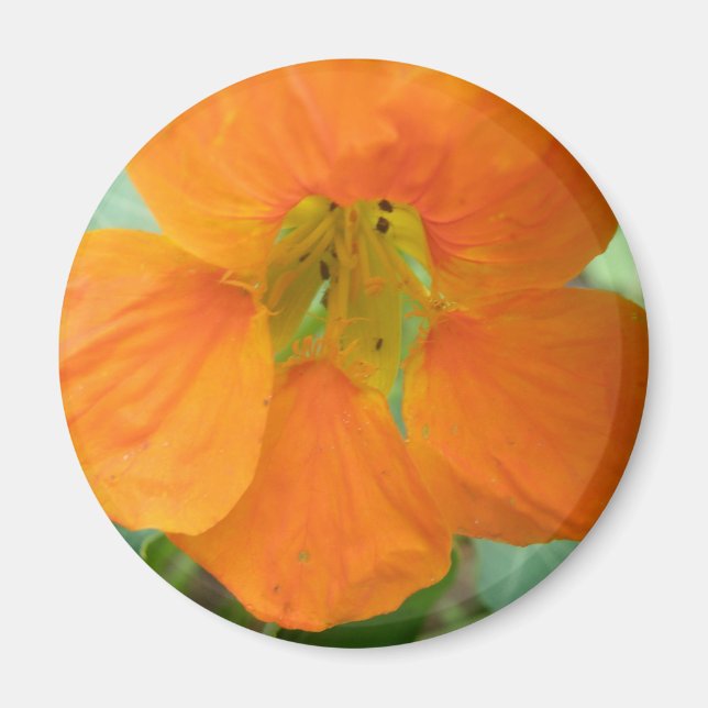 Söt Orange Nasturtium Flower Magnet (Framsidan)
