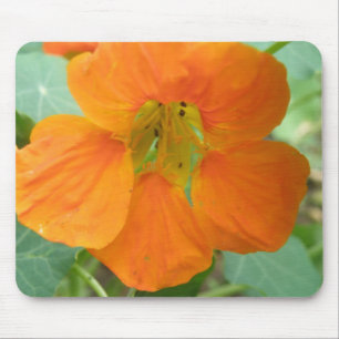 Söt Orange Nasturtium Flower Mousepad Musmatta