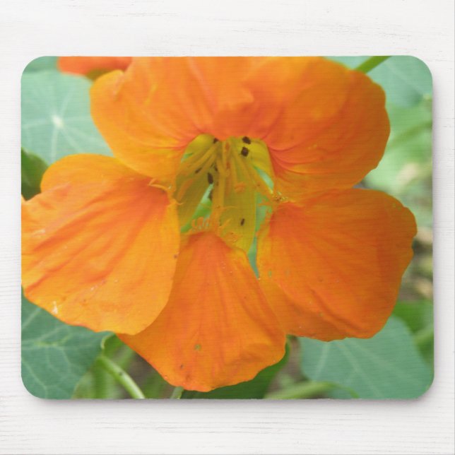 Söt Orange Nasturtium Flower Mousepad Musmatta (Framsidan)