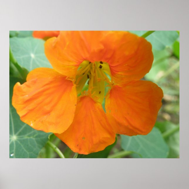 Söt Orange Nasturtium Flower Print Poster (Framsidan)