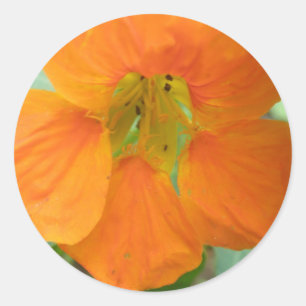 Söt Orange Nasturtium Flower Stickers Runt Klistermärke