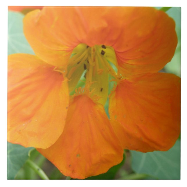 Söt Orange Nasturtium Flower Tile Kakelplatta (Framsidan)