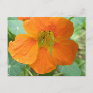 Söt Orange Nasturtium Flower vycard Vykort