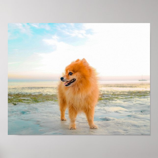Söt orange pomeranian i sand på stranden poster (Framsidan)