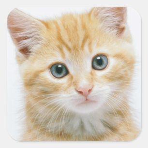 Söt Orange Tabby Fyrkantigt Klistermärke