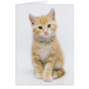 Söt Orange Tabby Hälsningskort