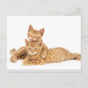 Söt orange tabby kattunge vykort