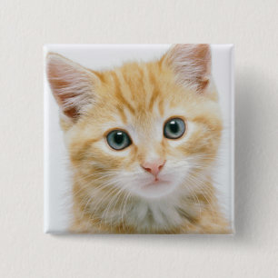 Söt orange Tabby Knapp