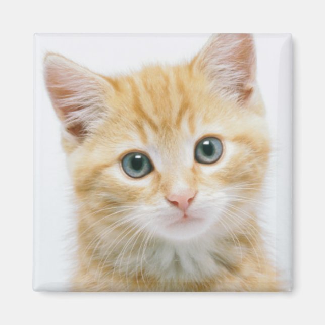Söt Orange Tabby Magnet (Framsidan)