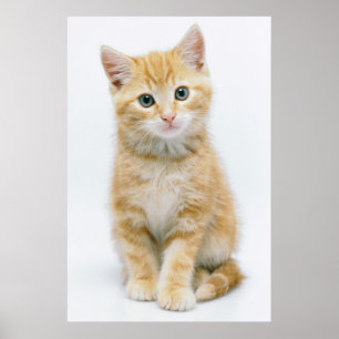 Söt Orange Tabby Poster