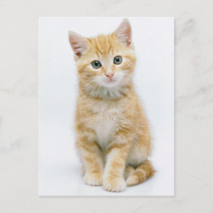 Söt Orange Tabby Vykort