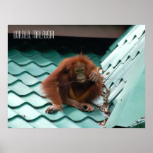 Söt orangutang i Sabah Borneo-djungeln