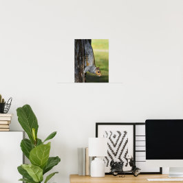 Söt östlig grå ekorre naturfoto poster