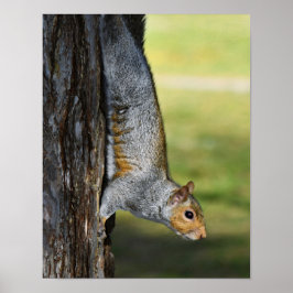 Söt östlig grå ekorre naturfoto poster