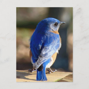 Söt Östra Bluebird Vykort