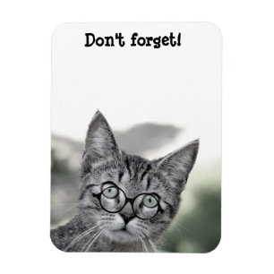 Söt överraskad katt med glasögonmagnet magnet