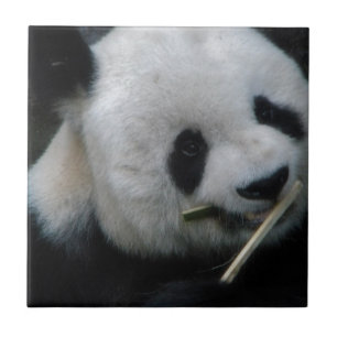 Söt Panda Bambu Keramisk Kakel