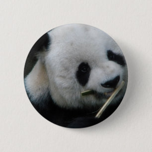 Söt Panda-knapp – Kawaii Panda-pinnnål Knapp