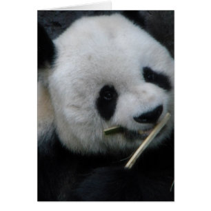 Söt Panda Välkomstkort Hälsningskort