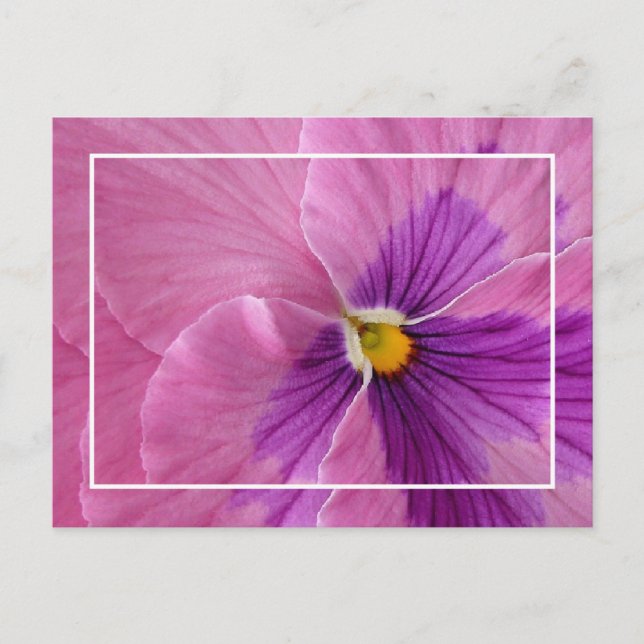 Söt Pansie vykort (Framsida)