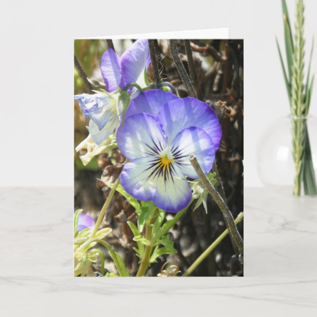 ’Söt Pansy’ Kort (Framsida)