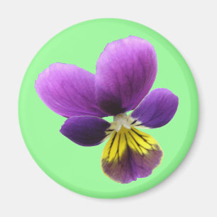 Söt Pansy Magnet