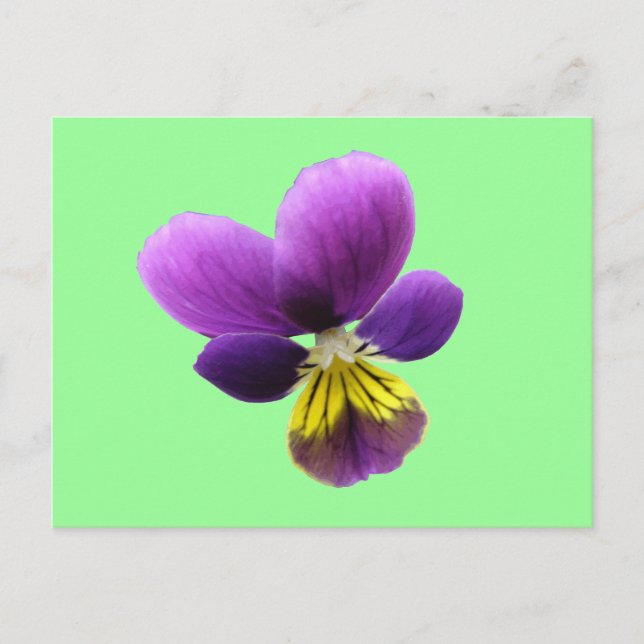Söt Pansy-vykort Vykort (Framsida)