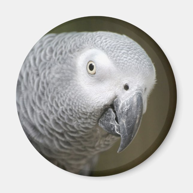 söt papegoja magnet (Framsidan)
