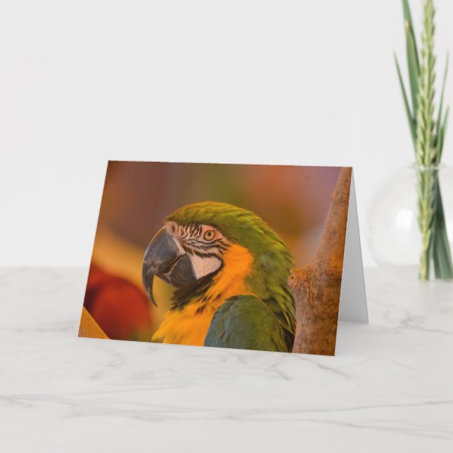 Söt Parrot-anteckningskort Kort (Framsida)