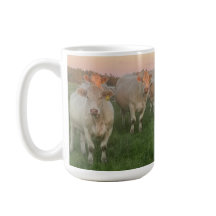 Söt Pastel Charolais Cattle in Pasture