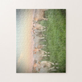 Söt Pastel Charolais Cattle in Pasture Pussel