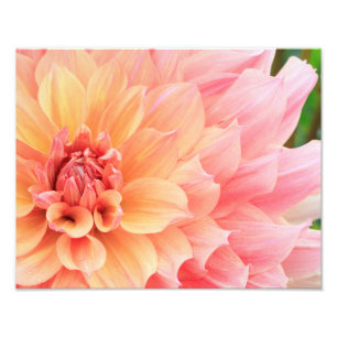 Söt Pastellns Rosa och Gult Dinnerplatta Dahlia Fototryck