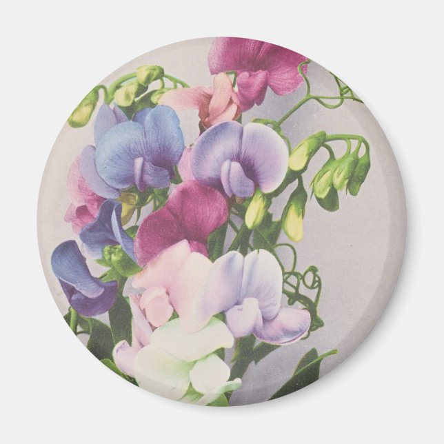 Söt Pea 1907 Magnet (Framsidan)