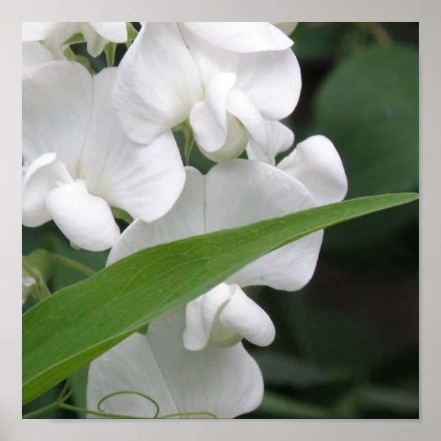 Söt Pea Flower Skriv ut Poster (Framsidan)