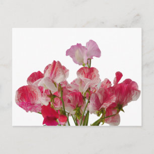 Söt Pea Flowers-vykort Vykort